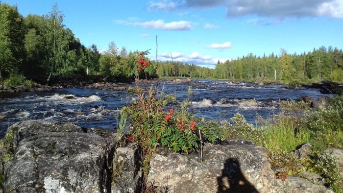 Hiking around Rovaniemi - Vikaköngäs in summer