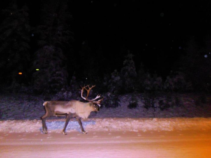 Reindeer around Rovaniemi airport