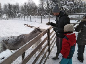 reindeers rovaniemi