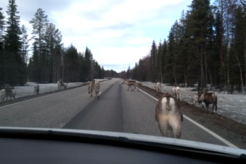 Observer des rennes autour de Rovaniemi