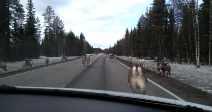 Reindeers around Rovaniemi on the road