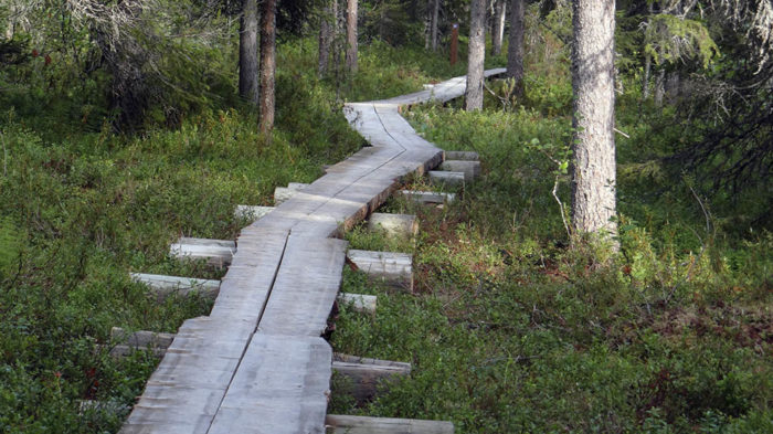 Hiking around Rovaniemi - forest path
