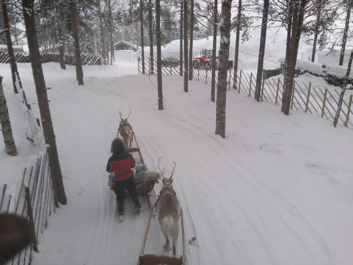 Reindeers around Santa claus village