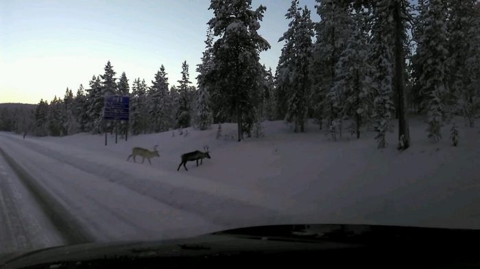 Reindeers on the road to kittilä