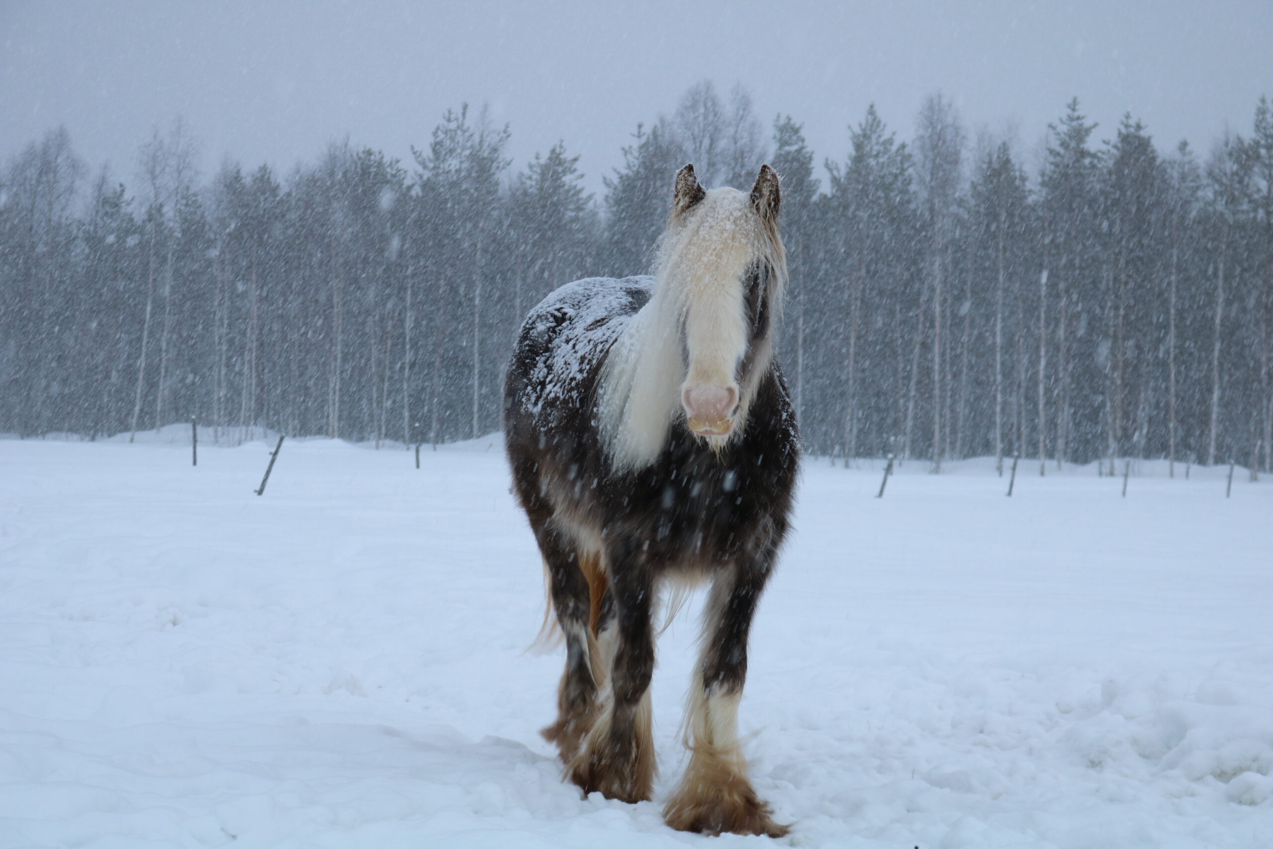 Faire du cheval en Finlande