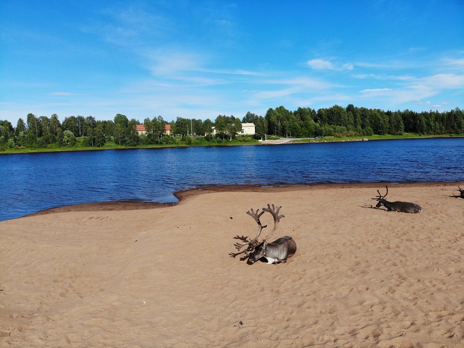 rennes en liberté à Rovaniemi