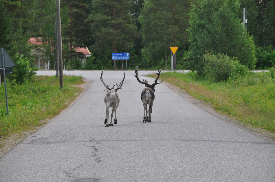 rennes en liberté à Rovaniemi